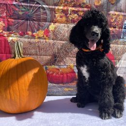 Poodle Puppies from Abbott Standard Poodles