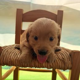 Girl 2 Rose - Dark golden female Golden Retriever puppy in Joshua, Texas from 3 Gun Retrievers