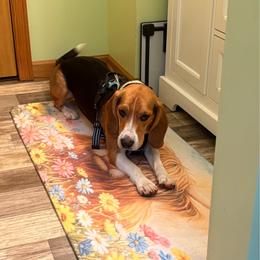 Poncho - Blue tan and white male Beagle puppy in Plainfield, Wisconsin from I Wanna Hunt Too