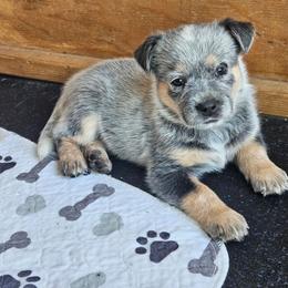 Ghost - Blue speckled male Australian Cattle Dog puppy in Cora, Wyoming from Lyla Hinman's Australian Cattle Dogs