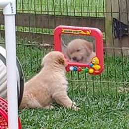 Golden Retriever Puppies from True Magic Goldens