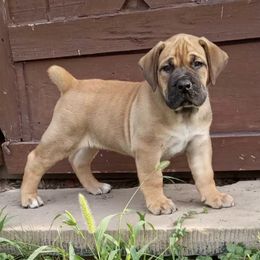 Boerboels from Rocky Top Boerboels