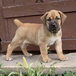 Boerboels from Rocky Top Boerboels