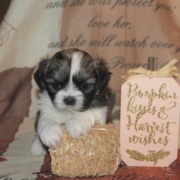 Shih Tzu Puppies from Gypsy Breeze Kennels