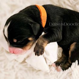 Bernedoodle Puppies from Daisy's Doodles