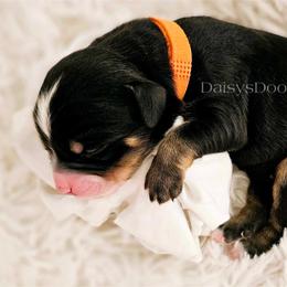 Bernedoodle Puppies from Daisy's Doodles