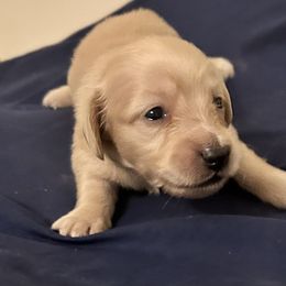 Dachshund Puppies from KT Canines, LLC