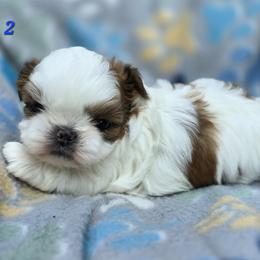 Mochi Boy 2 - Red and white male Shih Tzu puppy in Oakville, Washington from Garrard Creek Shih Tzus