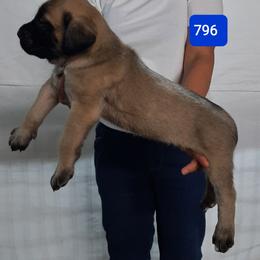 AKC PUP 796 - Fawn male Mastiff puppy in Ava, Missouri from Ozark Mountain Mastiffs
