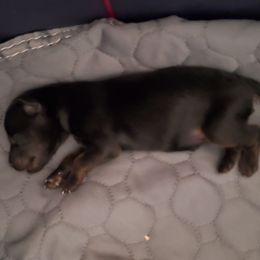 Boy 3 - male Whoodle puppy in Tomball, Texas from Texas Puppy Dreams LLC dba Whoodles and Co.