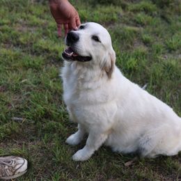 Spirit - Golden Retriever