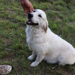 Spirit - Golden Retriever