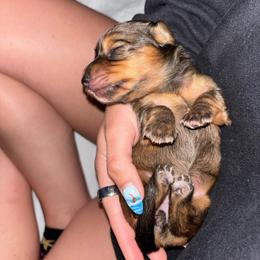 Fleur - Wild  boar and tan female Dachshund puppy in Englewood, Ohio from TS Dachshunds