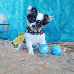Paisley - Black and tan female Chihuahua puppy in Bois D Arc, Missouri from Carsten's Chihuahuas