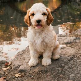 Blue collar - White male Cavapoo puppy in Wesson, Mississippi from Southern Country Doodles
