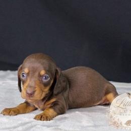 AKC Aster - Chocolate and tan female Dachshund puppy in Christiansburg, Virginia from Little Legs Luxury Dachshunds LLC