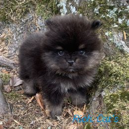 Catahoula Leopard Dog, Cocker Spaniel, Pomeranian, and Teddy Roosevelt Terrier Puppies from Rich Cat’s