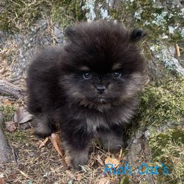 Catahoula Leopard Dog, Cocker Spaniel, Pomeranian, and Teddy Roosevelt Terrier Puppies from Rich Cat’s