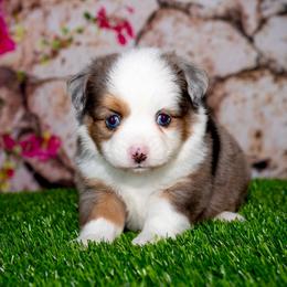 Sitka - Blue merle female Toy Australian Shepherd puppy in Georgetown, Texas from Minikin Manor