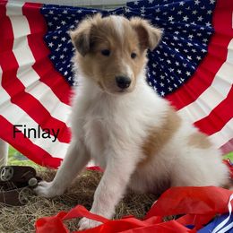Finlay - Sable merle and white male Collie puppy in Hinckley, Minnesota from Rusty Spur Collies