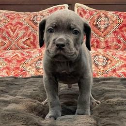 Cadet - Gray male Cane Corso puppy in San Isidro, Texas from MTZCC Ranch, LLC