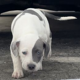 Boy 2 - Joker face - American Bully puppy in Florida from Formidabull Kennels