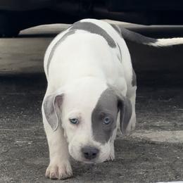 Boy 2 - Joker face - American Bully puppy in Florida from Formidabull Kennels
