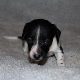 Queen Lillian - Piebald female Dachshund puppy in Kilgore, Texas from The Barefield Doxies