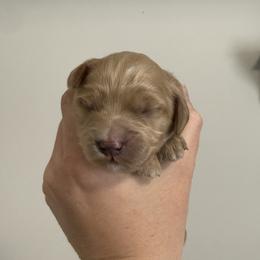 Clover - Apricot female Goldendoodle puppy in Clinton, Utah from Golden Law Kennels