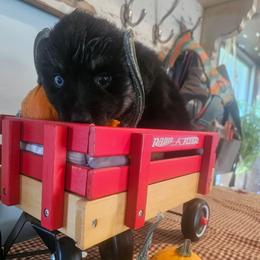 Margarita - Black tri female Miniature American Shepherd puppy in New Providence, Pennsylvania from Tons of Kisses