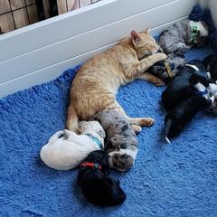 Bordoodle Puppies from 2J 2K Bordoodles