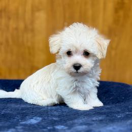 Theodore - Tan male Morkie puppy in Beebe, Arkansas from Cedar Hill Kennel