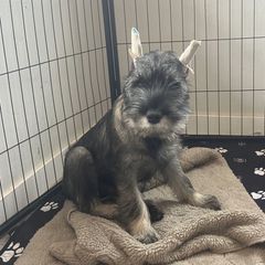 9.Angelica Vow - Pepper and salt female Standard Schnauzer puppy in Pismo Beach, California from Amandus Standard Schnauzers