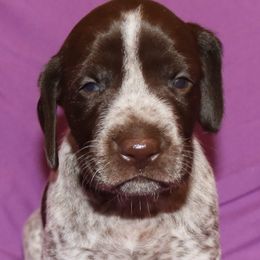 German Shorthaired Pointer Puppies from GLC Pointers