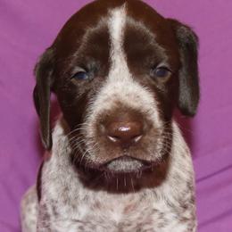 German Shorthaired Pointer Puppies from GLC Pointers