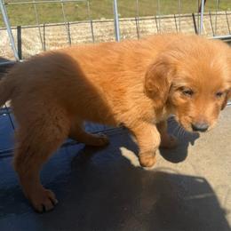 Purple Girl - Golden female Golden Retriever puppy in Rockwell, North Carolina from KnL Golden Acres