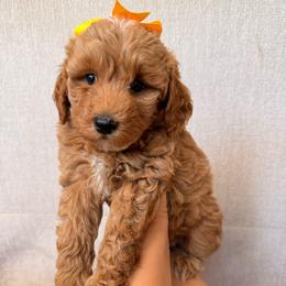 Daisy - Apricot female Goldendoodle puppy in Sacramento, California from GoldenDoodle Love