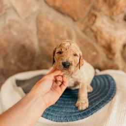 Thomas - Apricot male Goldendoodle puppy in Yukon, Oklahoma from Bows and Ties Doodles, LLC