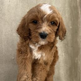 Diamond - Red  female Goldendoodle puppy in Clinton, Utah from Golden Law Kennels