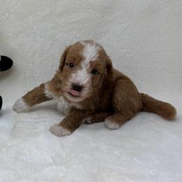 Mickey - Apricot male Goldendoodle puppy in Casselberry, Florida from My Little Doodle