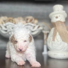 Everett - Parti male Poodle puppy in Quitman, Mississippi from P&D Palace
