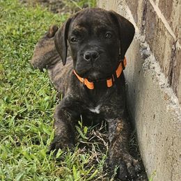 Orange Collar - Brindle female Boerboel puppy in Pattison, Texas from Sure Bet Kennels