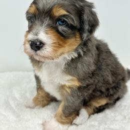 Abel - Blue merle male Bernedoodle puppy in Oologah, Oklahoma from Timber Hills Poodles and Doodles