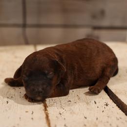 Paris - Wheaten male Whoodle puppy in West Bend, Iowa from Blue Skies Terriers
