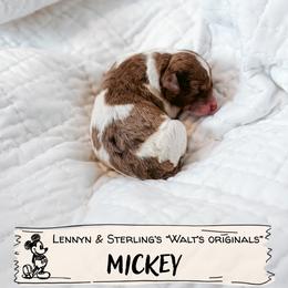 Mickey - Merle male Goldendoodle puppy in Soddy Daisy, Tennessee from The W Doods