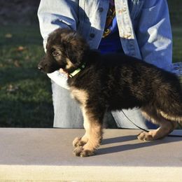 German Shepherd Puppies from Frankenhaus German Shepherds