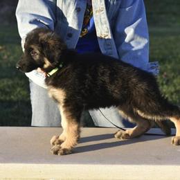 German Shepherd Puppies from Frankenhaus German Shepherds