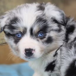 Miniature Australian Shepherds, Shetland Sheepdogs, and Toy Australian Shepherds from Southpaw Herders LLC
