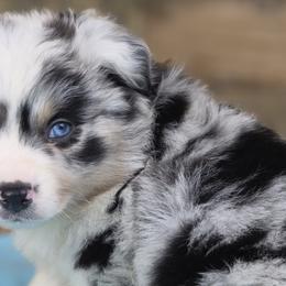Miniature Australian Shepherds, Shetland Sheepdogs, and Toy Australian Shepherds from Southpaw Herders LLC