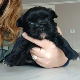 Wednesday - Black female Shih Tzu puppy in Brodnax, Virginia from Kbsshihtzus